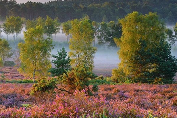 Trotton Common